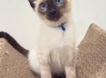 Fireworks Litter 1 - Siamese Kitten For Sale - Fallston&comma; MD&comma; US