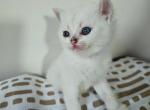 Mint - British Shorthair Kitten For Sale - New York&comma; NY&comma; US
