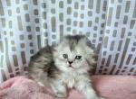 Muffin - Scottish Fold Kitten For Sale - New York&comma; NY&comma; US