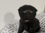 Candy - Scottish Fold Kitten For Sale - New York&comma; NY&comma; US