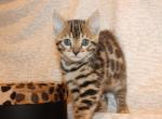 Leopard Rosetted female - Bengal Kitten For Sale - Valparaiso&comma; IN&comma; US