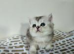 Frosty - British Shorthair Kitten For Sale - New York&comma; NY&comma; US