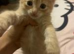 Clay - Domestic Kitten For Sale - 