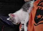 Calypso - Domestic Kitten For Adoption - Phoenix&comma; AZ&comma; US