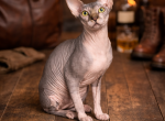 Lily litter - Sphynx Kitten For Sale - 