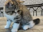 Le Motiff - Exotic Kitten For Sale - Bonita Springs&comma; FL&comma; US