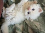 Skeef - Persian Kitten For Sale - Brooklyn&comma; NY&comma; US