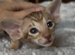 Choco spotted  from Marbleficent - Oriental Kitten For Sale - Vienna&comma; AT
