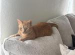 Cheeto - American Shorthair Cat For Adoption - San Antonio&comma; TX&comma; US