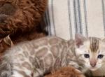 Artemis - Bengal Kitten For Sale - Belleville&comma; NJ&comma; US