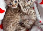 Akron - Bengal Kitten For Sale - Belleville&comma; NJ&comma; US
