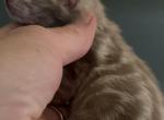 Snow Male - Bengal Kitten For Sale - Hermann&comma; MO&comma; US