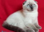 O Hara - Scottish Fold Kitten For Sale - Miami&comma; FL&comma; US