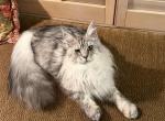 Maine Coon Black Silver Tabby Boy - Maine Coon Kitten For Sale - 