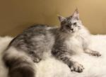Mainecoon Black Silver Tabby Girl - Maine Coon Kitten For Sale - 