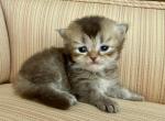 British Shorthair Dark Golden - British Shorthair Kitten For Sale - Orlando&comma; FL&comma; US
