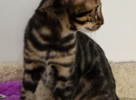 Maximus - Bengal Kitten For Sale - Belleville&comma; NJ&comma; US
