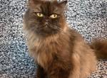Jane - Persian Cat For Sale - Myakka City&comma; FL&comma; US