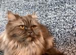 June - Persian Cat For Sale - Myakka City&comma; FL&comma; US