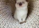 White Scottish female kitten With blue eyes - Scottish Straight Kitten For Sale - Tacoma&comma; WA&comma; US