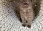 Chocolate Scottish kitten - Scottish Straight Kitten For Sale - Tacoma&comma; WA&comma; US
