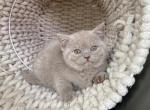 Fawn Female Scottish kitten - Scottish Straight Kitten For Sale - Tacoma&comma; WA&comma; US