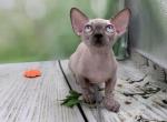 Bambi - Bambino Kitten For Sale - 