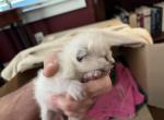 Sugar Plum - Siamese Kitten For Sale - 