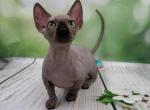 Lulu - Bambino Kitten For Sale - 
