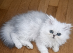 Boy 1 - Persian Kitten For Sale - 