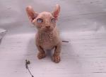 Bubble - Bambino Kitten For Sale - 