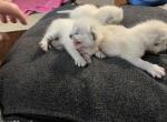 Sweet Pea - Siamese Kitten For Sale - Winder&comma; GA&comma; US