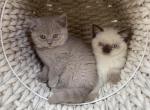 Female Scottish kittens - Scottish Straight Kitten For Sale - Tacoma&comma; WA&comma; US
