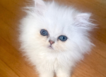 Boy 2 - Persian Cat For Sale - Gloucester Pt&comma; VA&comma; US