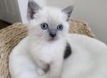 Sky is the limit - Ragdoll Kitten For Sale - 