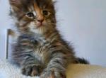 Rare Smoke Tortoiseshell Maine Coon Female Rare - Maine Coon Kitten For Sale - Firestone Park&comma; CA&comma; US
