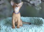 Rocky - Abyssinian Kitten For Sale - Brooklyn&comma; NY&comma; US