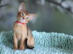 Ruby - Abyssinian Kitten For Sale - Brooklyn&comma; NY&comma; US
