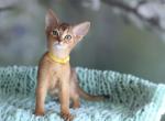 Rory - Abyssinian Kitten For Sale - Brooklyn&comma; NY&comma; US