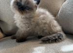 Alvin - Himalayan Kitten For Sale - Peoria&comma; IL&comma; US