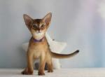 Reo - Abyssinian Kitten For Sale - Brooklyn&comma; NY&comma; US