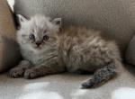 Simon - Himalayan Kitten For Sale - Peoria&comma; IL&comma; US