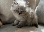 Theodore - Himalayan Kitten For Sale
