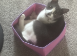 Layla - Domestic Kitten For Sale - Silver Hill&comma; MD&comma; US