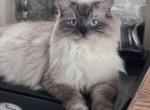 Cherubims Ragdolls Sepia Litter - Ragdoll Kitten For Sale - 
