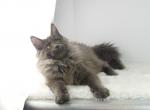XL BU MOON MALE MAINE COON KITTEN - Maine Coon Kitten For Sale - 