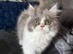 Chicken - Persian Kitten For Sale - Dearborn&comma; MI&comma; US