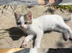Rehoming kitten - Siamese Kitten For Adoption - San Diego&comma; CA&comma; US
