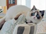 Arwen - Ragdoll Cat For Adoption - Silver Spring&comma; MD&comma; US