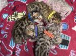 Storm and Simba's litter - Bengal Kitten For Sale - Tallahassee&comma; FL&comma; US
